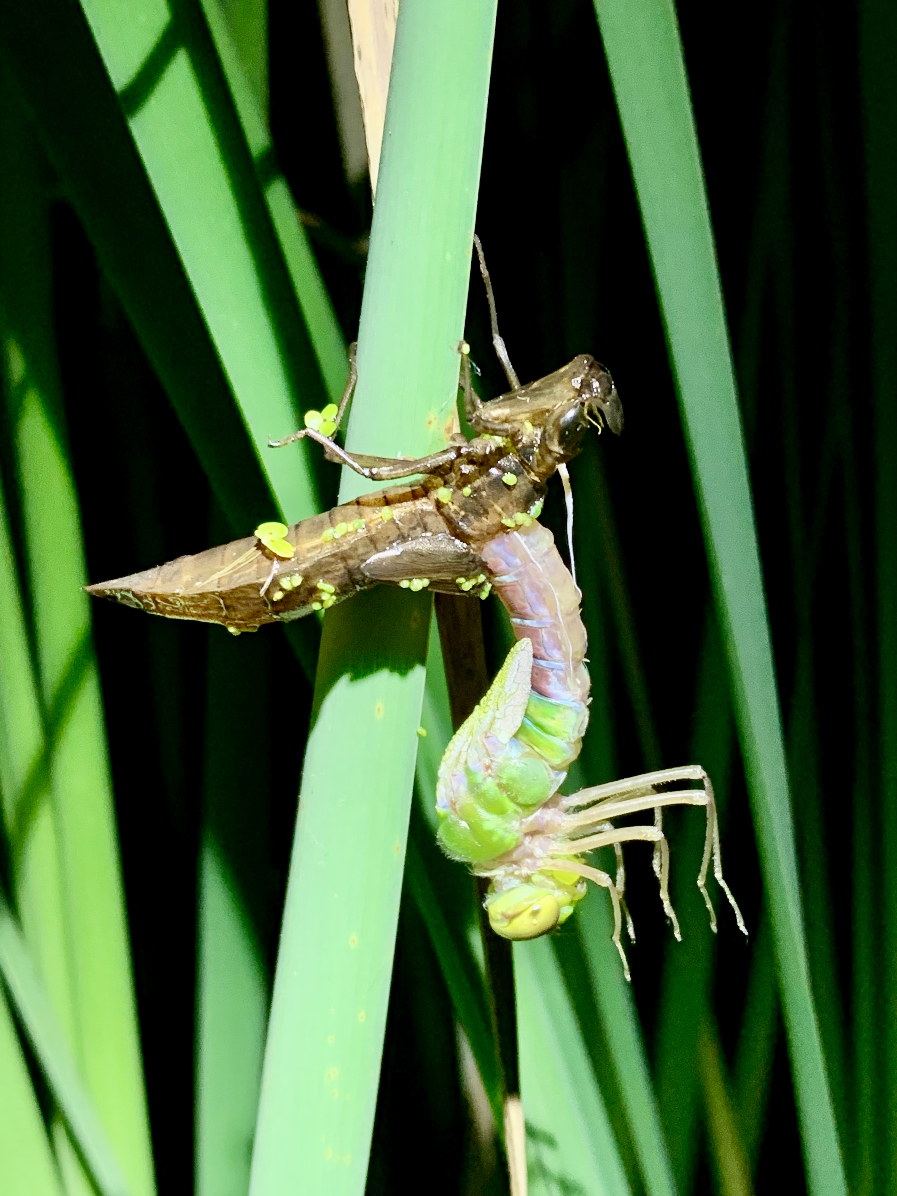 Dragonfly eclosing at night.