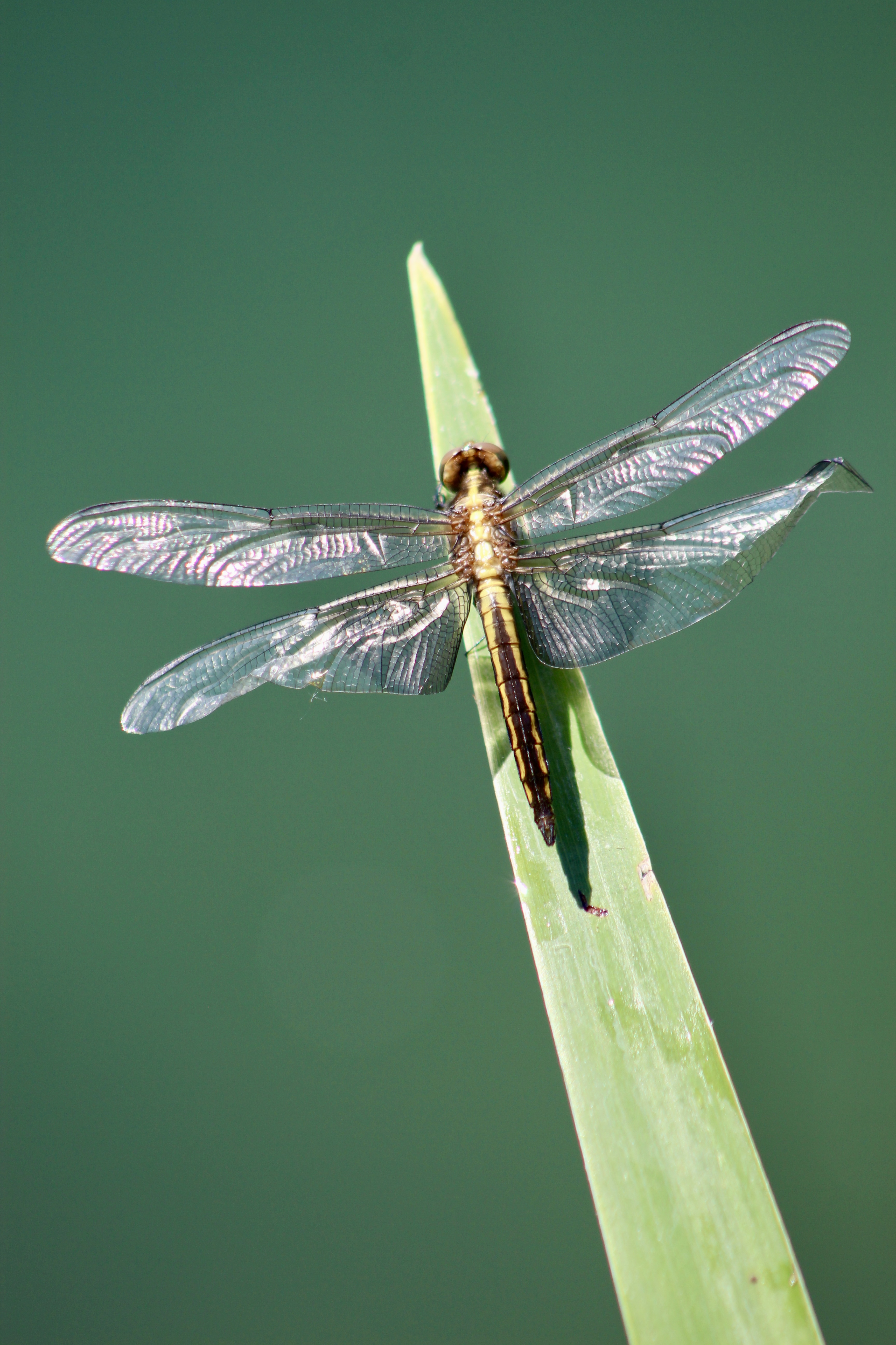 The larval stage of dragonflies are important predators of amphibian tadpoles.