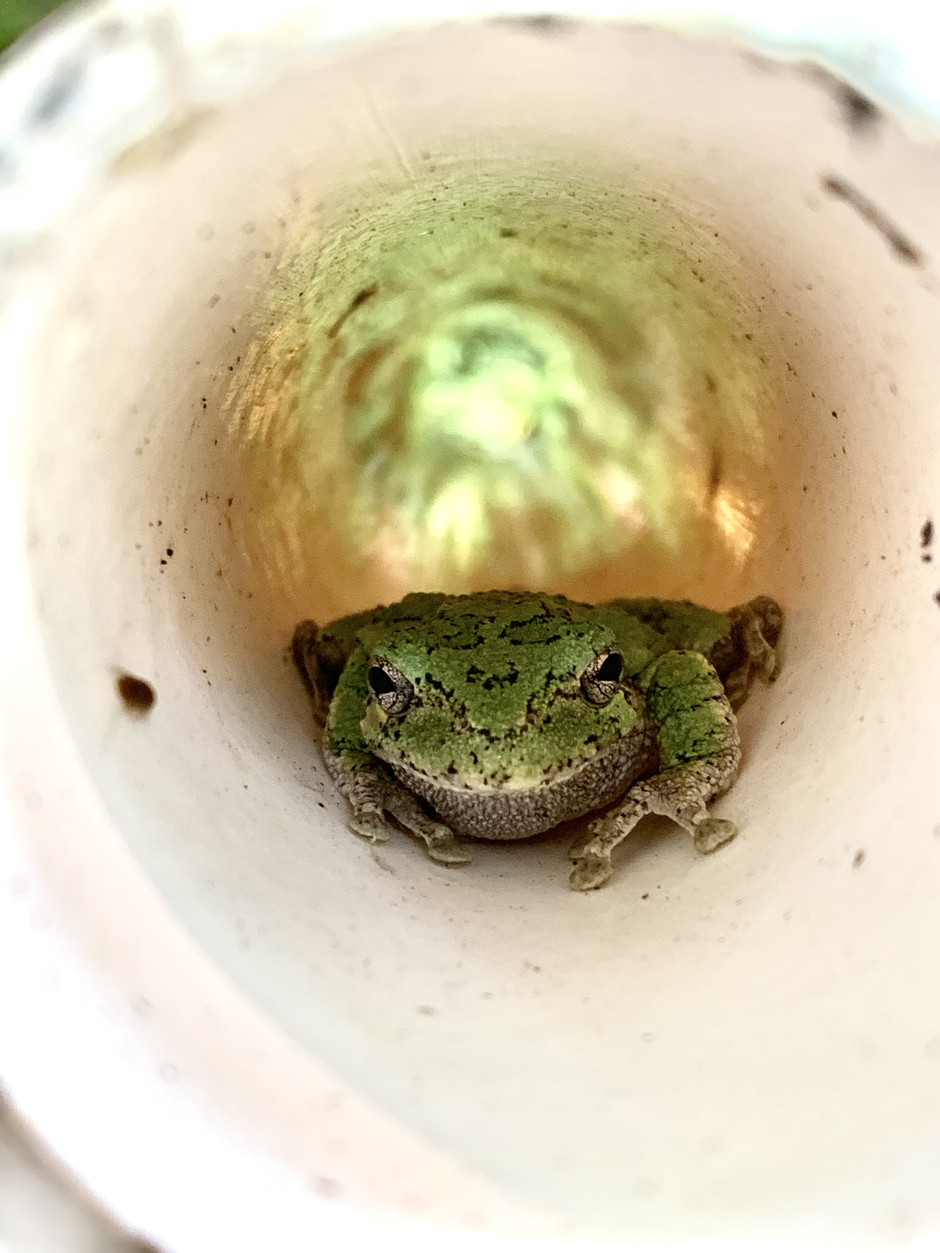 Adult gray treefrog (Hyla versicolor) inside a pipe refugia.