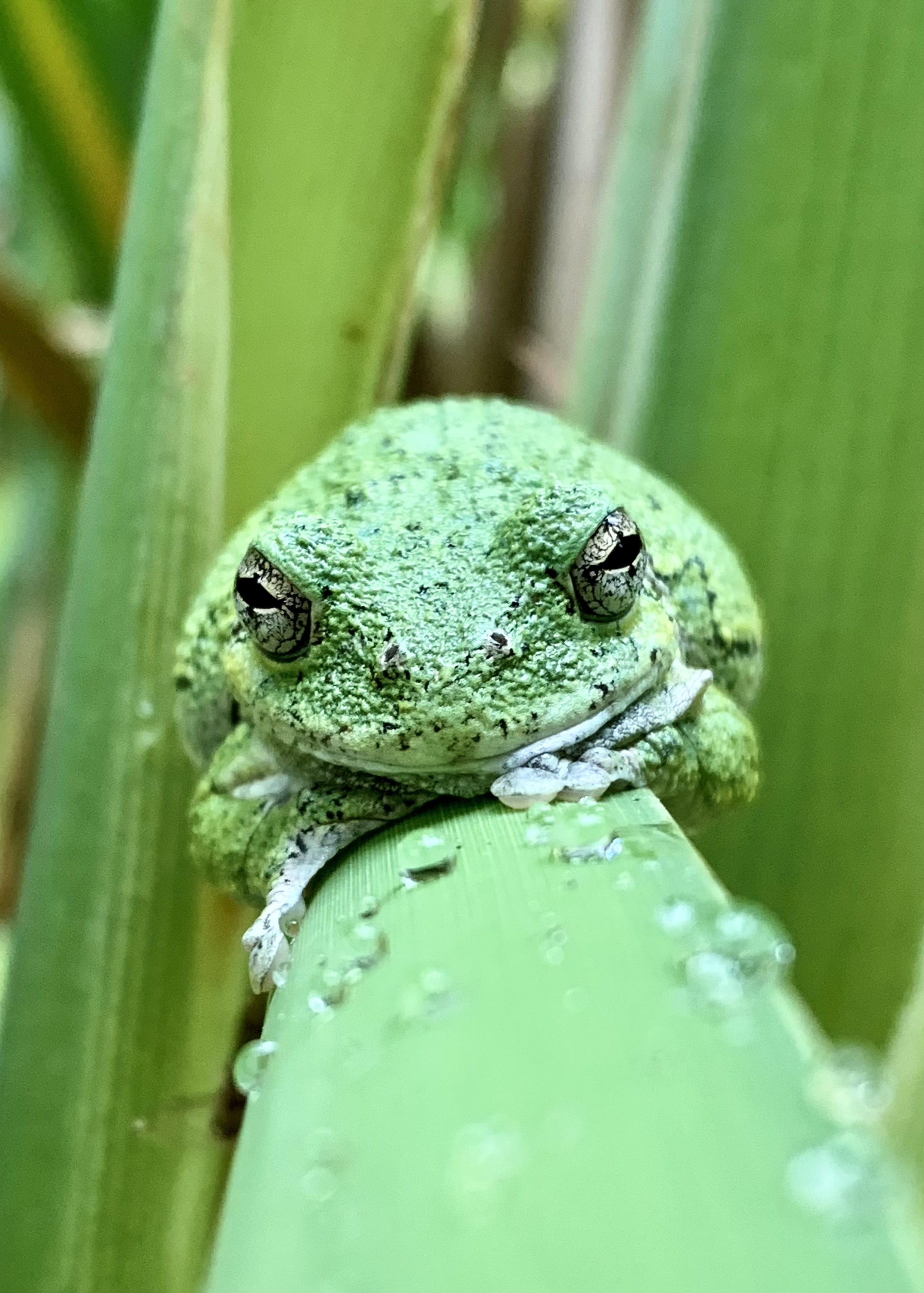 Gray treefrogs (Hyla versicolor) are an ideal species to study photoperiod and thermal physiology. They are also one of the cutest amphbians!