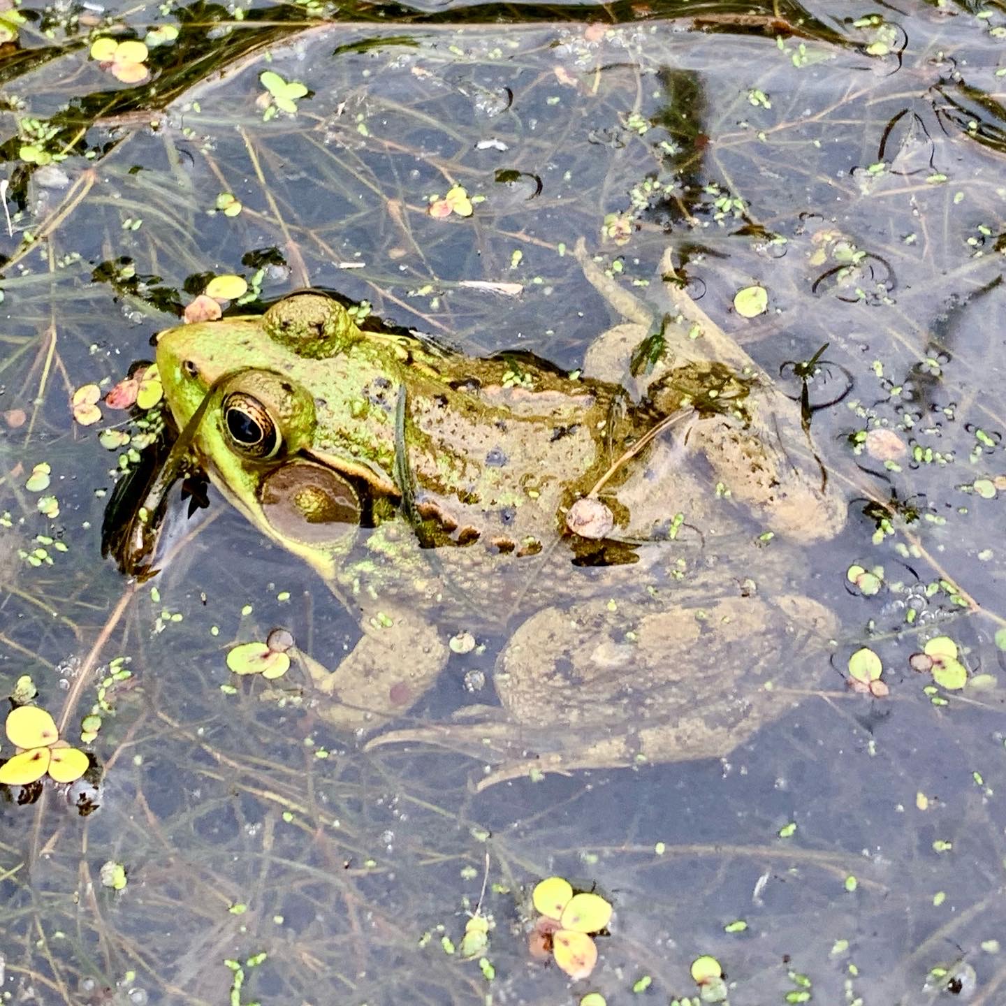 Green frogs (Rana clamitans) make that banjo sound that you hear around the pond.