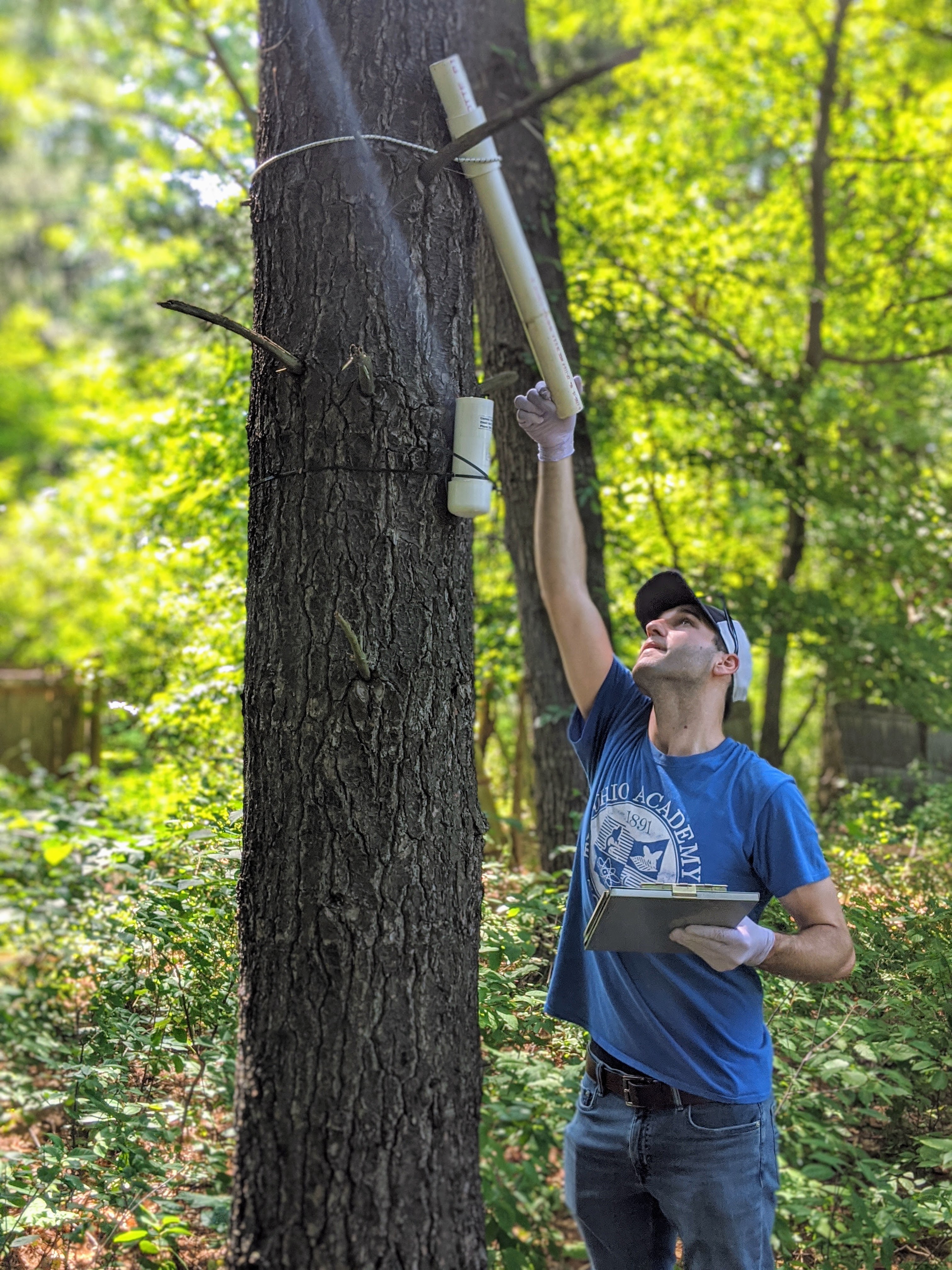 Pipe surveys for treefrogs in Ohio.