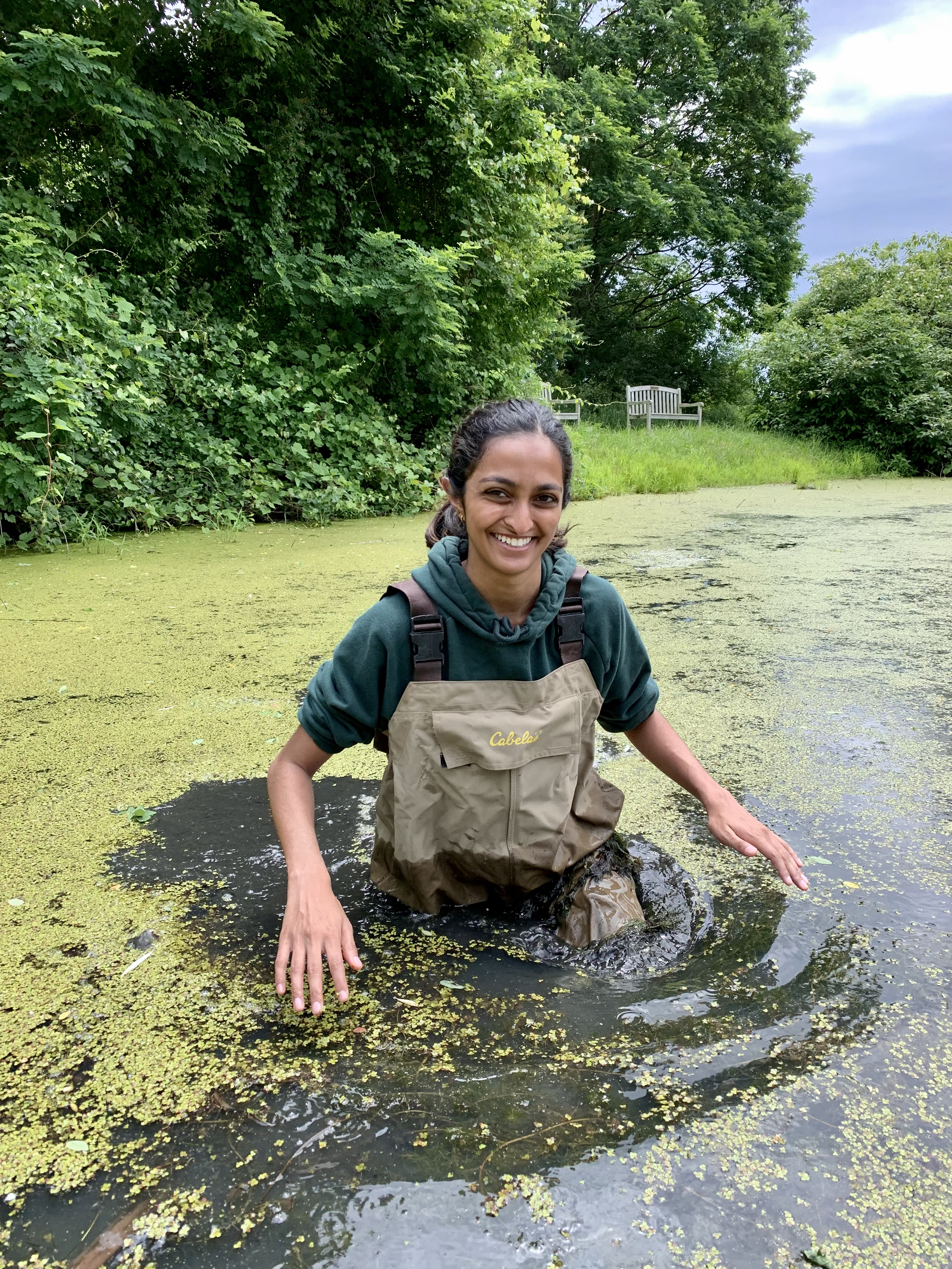 Searching for green frog eggs during the summer.