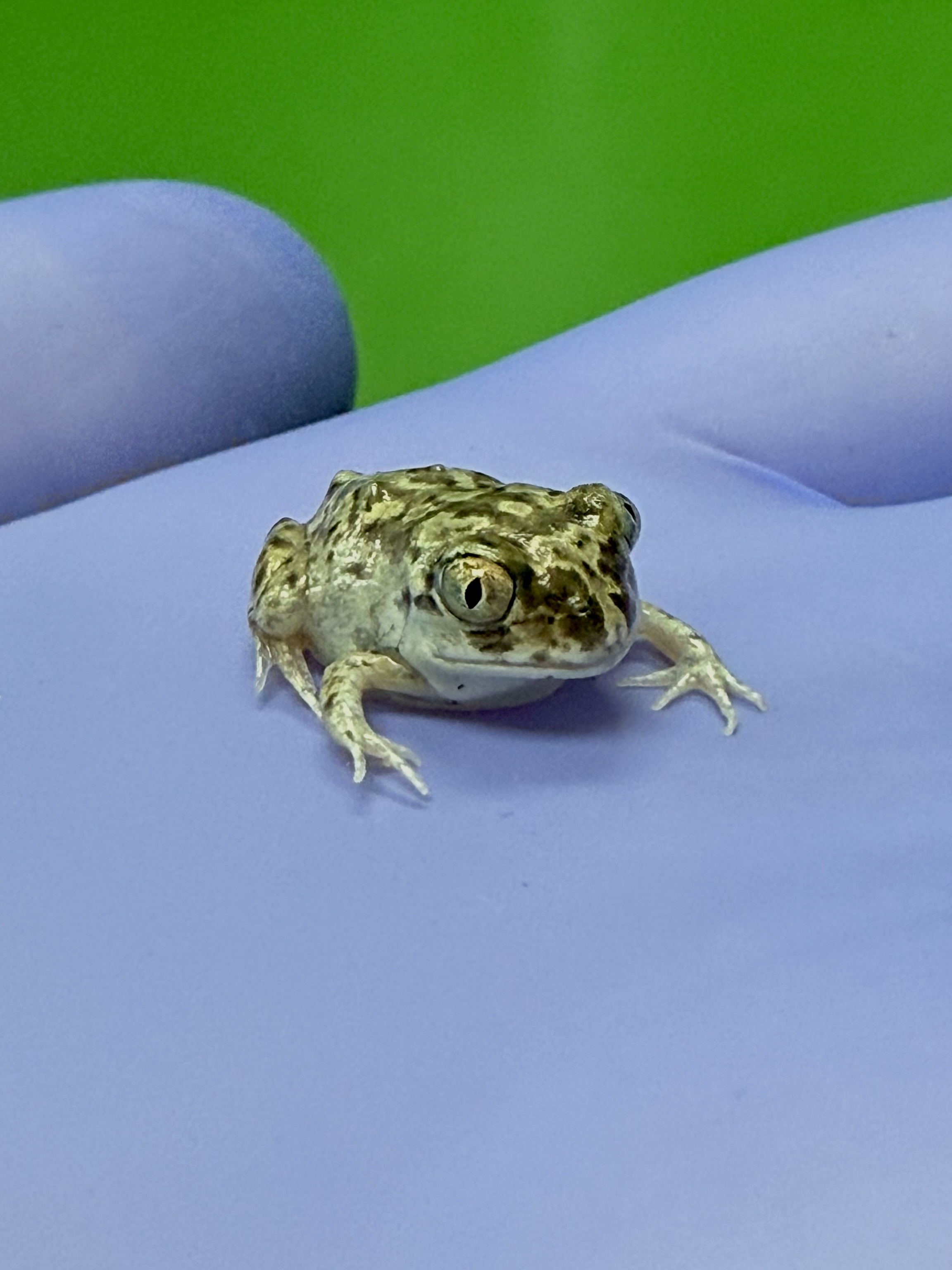 Western spadefoot toad juvenile (Pelobates cultripes) used in research on light pollution, photoperiod, and temperature in Spain.